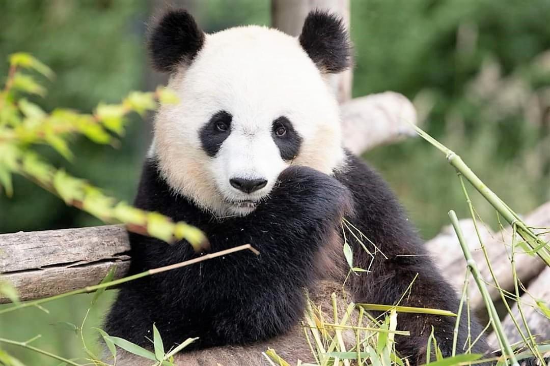 Les Bruyeres De Jeanne Et Rene Zoo De Beauval A 20Min,Chateaux Tout Inclus Fontguenand Exteriör bild
